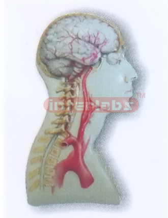 HEAD & NECK MODEL FOR MAIN ARTERY DISTRIBUTION